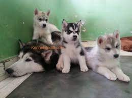 We have husky puppies for sale through the year. Siberian Husky Puppies For Sale In Bangalore At Lowest Price