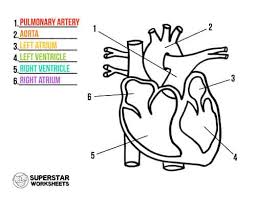 The septum separates the ventricles from each other and can be seen in the labeled heart diagram. Heart Worksheets Superstar Worksheets