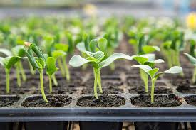Sow seeds ½ deep in flats or small pots, sowing 3 seeds per pot. Grow Your Own Food How To Grow Melons In Canada Food Bloggers Of Canada