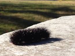 Black And Red Fuzzy Caterpillar Black Wooly Bear Caterpillar Wooly Bear Caterpillar Woolly Bear Bear