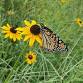 Monarch Flight Festival