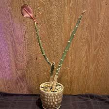Image result for Synadenium grantii