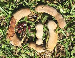 Image result for Tamarindus