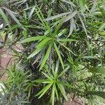 Image result for Podocarpus milanjianus