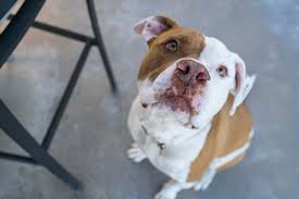 It's estimated that approximately any type of cell anywhere in a dog's or cat's body can begin uncontrolled growth. We Suddenly Lost Our Dog To Hemangiosarcoma La Jolla Mom