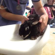 Rabbits are smart, active, and so full of mischief! 10 Reasons Not To Buy A Bunny This Easter Peta