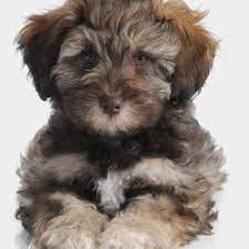 The teddy bear shichon is a designer crossbreed that mixes the bichon frise and shih tzu breeds. Schnoodle Puppies For Sale Online Shopping