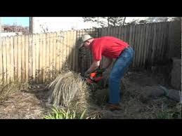 Karl foerster feather reed grass prefers a moist, fertile, sunny spot but adapts readily to other conditions. Pruning A Karl Foerster Grass To Promote The Best Spring Growth Youtube