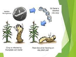 A transgenic organism is an organism which has been modified with genetic material from another species. Transgenic Organisms What Is A Transgenic Organism Transgenic