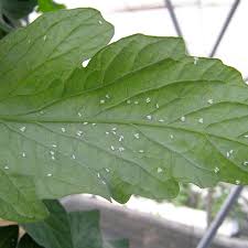 Image result for BLACKFLY ON TOMATO PLANTS
