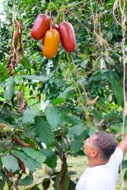 Image result for Momordica repens