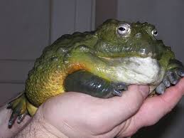To Get A Pet African Bullfrog Frog Frog Species Cute Frogs