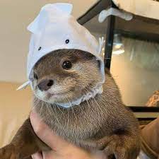Account Suspended Cute Little Animals Cute Baby Animals Cute Animals