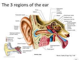 What bones are in the ear malleus. 102 Module 5 Hearing Flashcards Quizlet