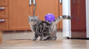 .gif format supports only absolute transparency or no transparency at all. Effect Of Static Electricity With Balloons Cats Know Your Meme