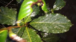 Image result for Ocotea kenyensis