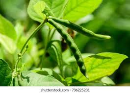 Image result for Vigna frutescens