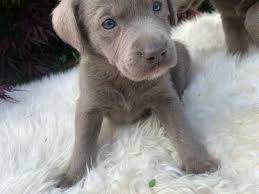 Some dogs will exhibit obvious signs that it is time to let go such as whimpering, crying, the inability to move or eat, vomiting and other symptoms of distress. 1c9ra5jborgcvm