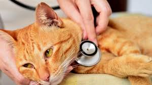 Der Entscheid Am Lebensende Der Katze Tierwelt
