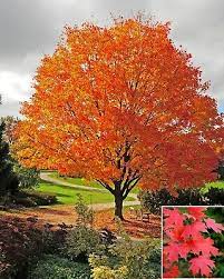 Large, dense oblong to rounded crown; Acer Saccharum Sugar Maple Rock Ahorn Wahlen Sie Menge 10 Bis 1 000 Samen Ebay