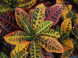 In the wild, they grow as large shrubs, reaching up to 10 feet tall (in the home or garden, they stay a lot smaller). Croton Unusual Plants Croton Plant Plants
