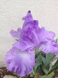 Iris Flower Iris Flowers Purple Flowers Beautiful Flowers