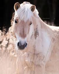 Sistem kami menemukan 25 jawaban utk pertanyaan tts binatang seperti kuda yang badannya belang. 71 Fjordi Ideas Fjordsky Kun Kun Kone