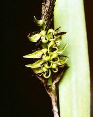 Image result for Bulbophyllum intertextum