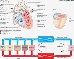 59 punctilious flowchart of blood circulation