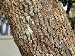 Image result for Mimusops afra