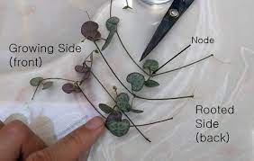 Pin On Plants