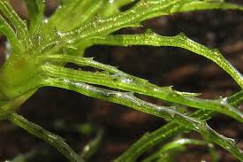 Image result for Najadaceae