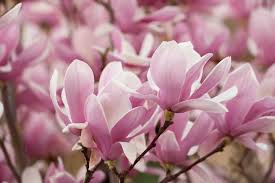 Image result for magnolia soulangeana