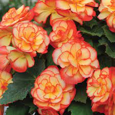 Begonia Sunburst Annual Plants Thompson Morgan Annual Plants Flower Seeds Flowers