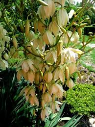 Yuka Yucca Avize Cicegi Bitki Cicek Bahce