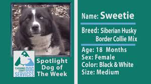 Siberian husky and border collie mix. Dog Of The Week Sweetie The Husky Border Collie Mix Youtube
