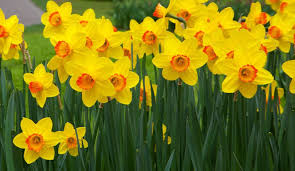 Ziua numelui să fie luminoasă şi să se prelungească în multe altele aducătoare de bucurii. Mesaje De Florii Cele Mai Frumoase Mesaje UrÄƒri Sms Uri Si FelicitÄƒri De Florii