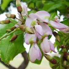Image result for Millettia pinnata