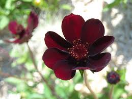 Check spelling or type a new query. Dark Red Flower By Tinywild On Deviantart Red Flowers Red Flower Wallpaper Red Flower Photos
