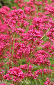 Pflanzen Fur Trockene Und Sonnige Standorte Pflanzen Blumen Anbauen Und Garten Pflanzen