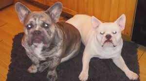 Our french bulldogs have blood of repeated champions of various regional and international shows and competitions between dogs all over the world!!! Pet French Bulldog Mauls Owner To Death In Chicago Inside Edition