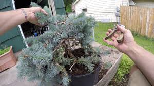 Culture often adorns the governmental institutions of cities. Blue Spruce Pruning First Work Towards Making A Bonsai Tree How To Youtube