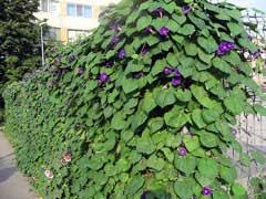 Image result for Ipomoea purpurea