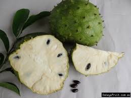 Get latest info on soursop, fruit graviola, fresh soursop, suppliers, manufacturers, wholesalers, traders, wholesale suppliers with soursop quality available : Soursop Tree Annona Muricata