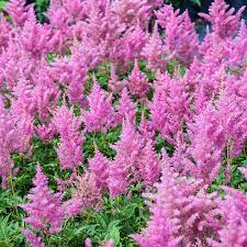 Spring Hill Nurseries Rheinland Astilbe Live Bareroot Perennial Plant In Pink Flowers 10 Pack 01244 The Home Depot Spring Hill Nursery Perennial Plants Plants
