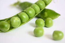 Peas can be planted outdoors 6 weeks before the last expected frost date. Pea Growing And Harvest Information Veggieharvest Com