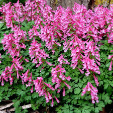 Image result for Corydalis