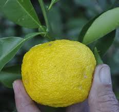 While yuzu is not commonly eaten as a fruit, it can provide a number of health benefits due to its yuzu is a citrus fruit scientifically known as citrus junos and is commonly cultivated in japan and. Pin On Gardening Fruit