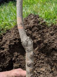 Dwarf bartlett pear tree bare root. Fruit Tree Pruning At Its Best What Is A Bare Root Fruit Tree