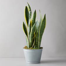 The dramatic upright leaves, which have no stems, have architectural appeal that adds a bright splash of greenery to any room. Snake Plant Metal Pot Terrain